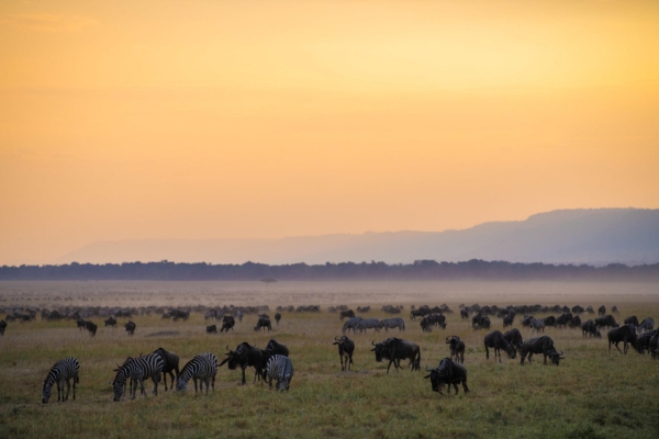 Mara Intrepids Camp, Masai Mara
