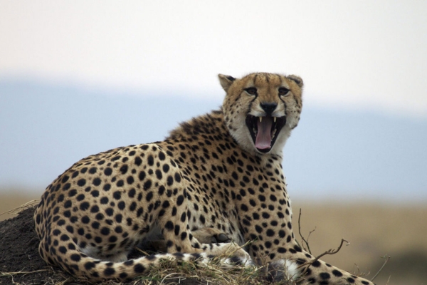 Masai Mara Reserve