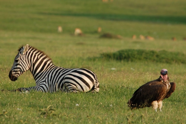 Masai Mara Safari Day Three
