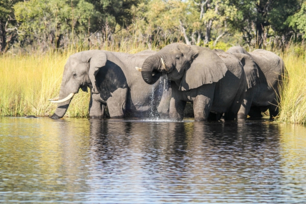 Moremi Game Reserve
