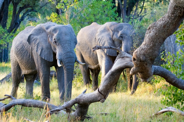 Moremi Game Reserve Day Three