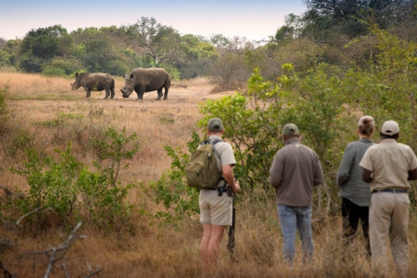 Black Rhino on Foot