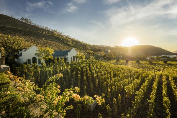 Cape Winelands