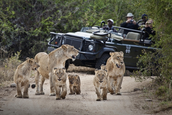 Big Five Wildlife Safari