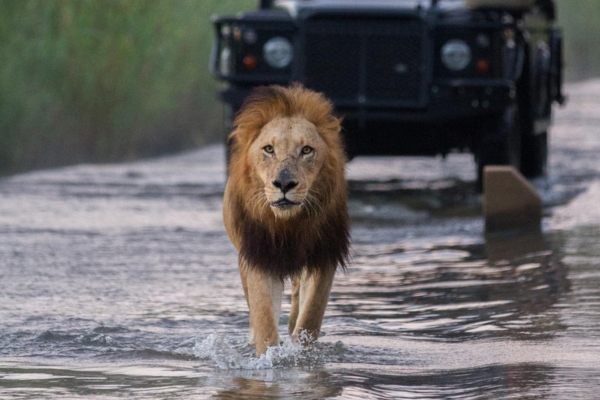 Kruger Big 5 Safaris