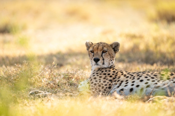 Central Serengeti Day Two