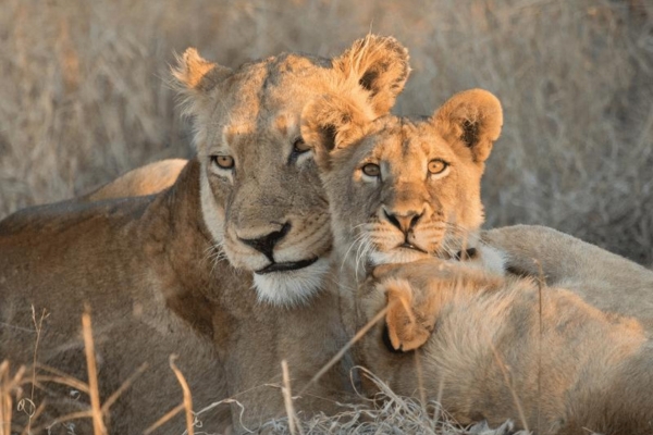 Kruger Big 5 Safari