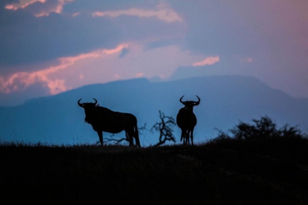 Timbavati Big Five Safari Day Three