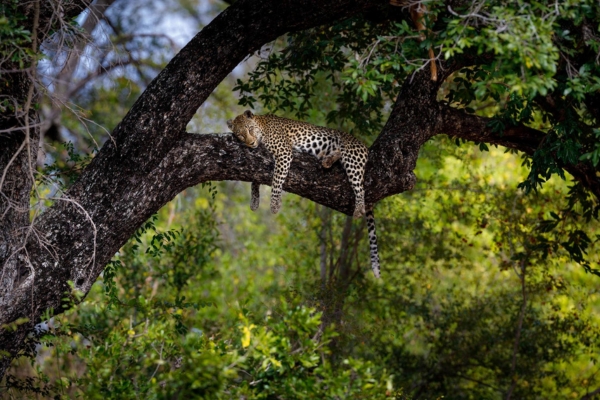 Big Five Wildlife Safari