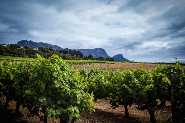 Cape Winelands