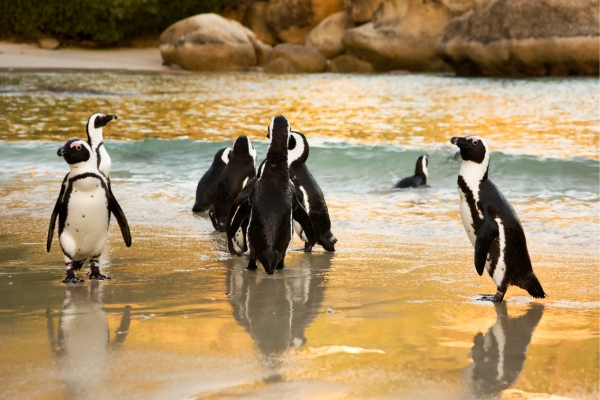 Southern Peninsula Tour