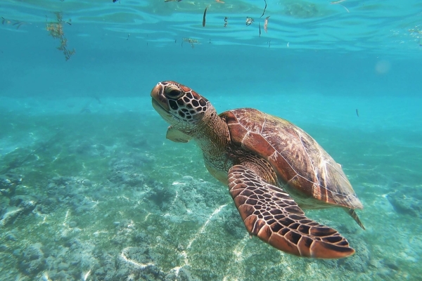 Diani Beach Activities