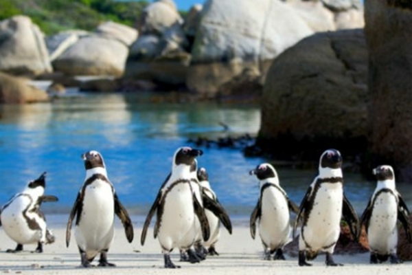 Boulders Beach Penguins