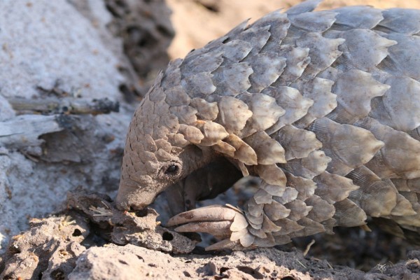 Phinda Pangolin Experience