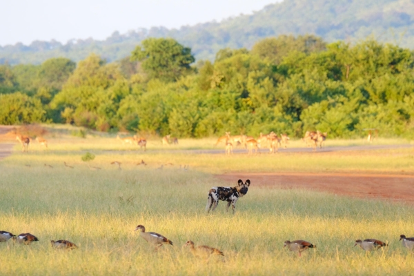Lower Zambezi