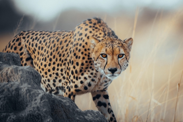 African Safaris - Everything You Need to Know Before You Book