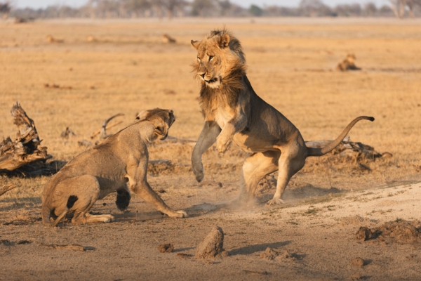 All-Inclusive Big 5 Safaris