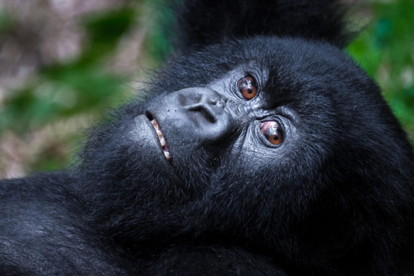 Where Is The Best Place For Gorilla Trekking in Africa?