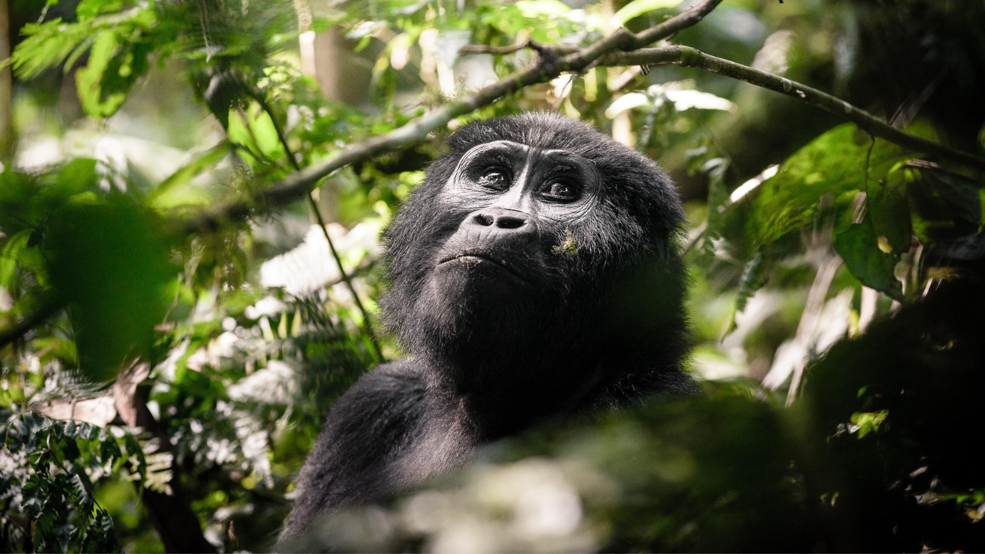 Uganda