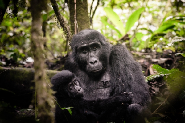 Bwindi Impenetrable Forest