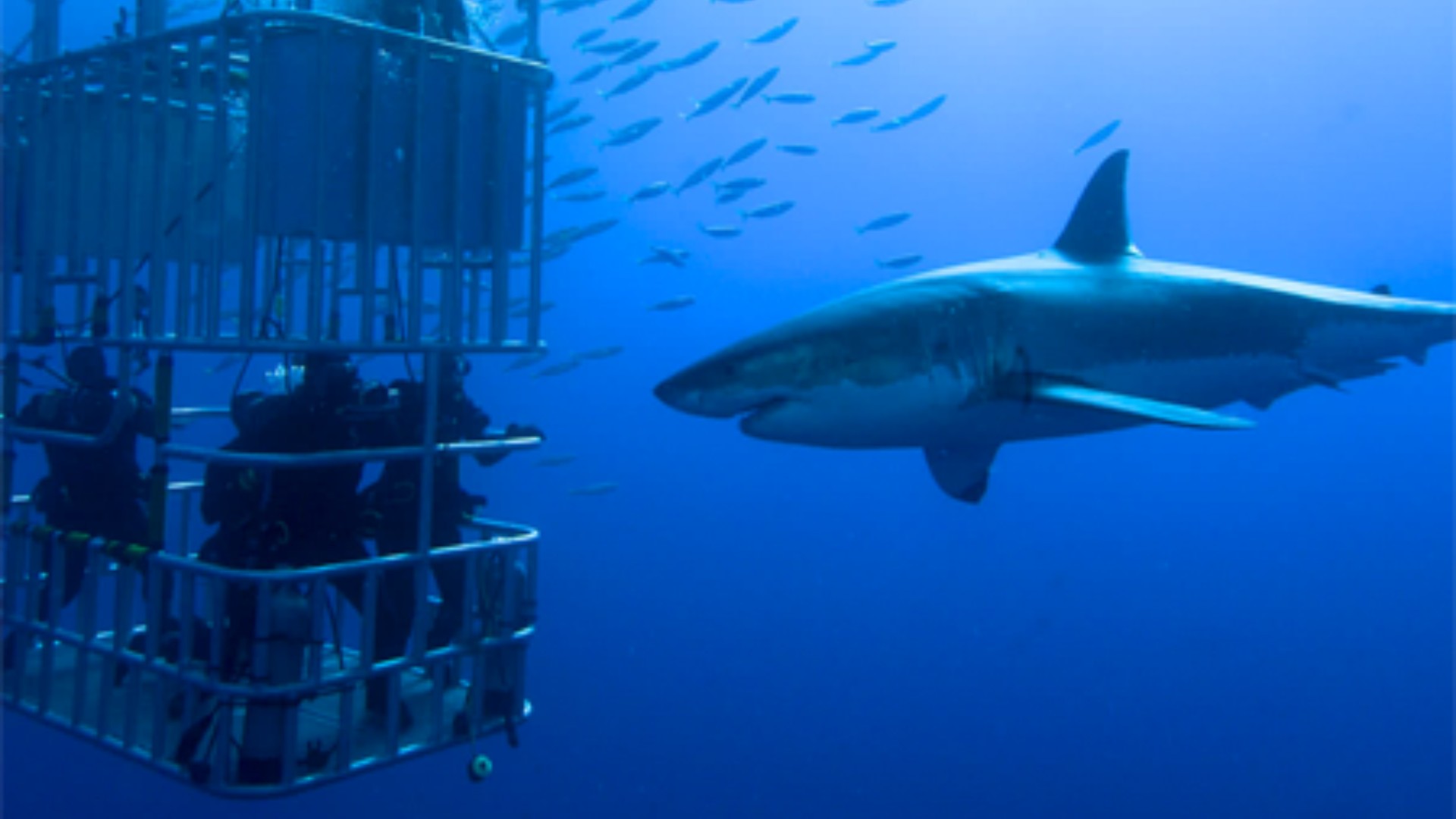 Experience: Shark Cage Diving