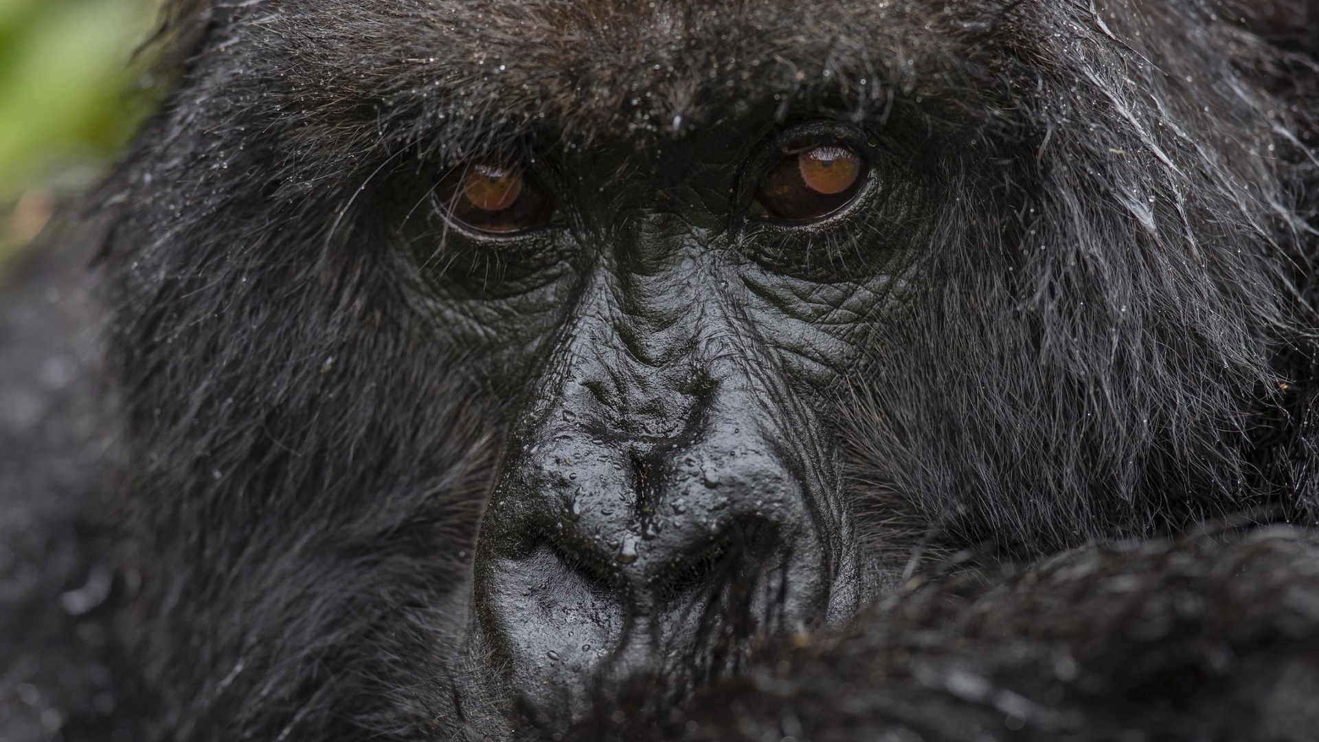 Experience: Gorilla Trekking