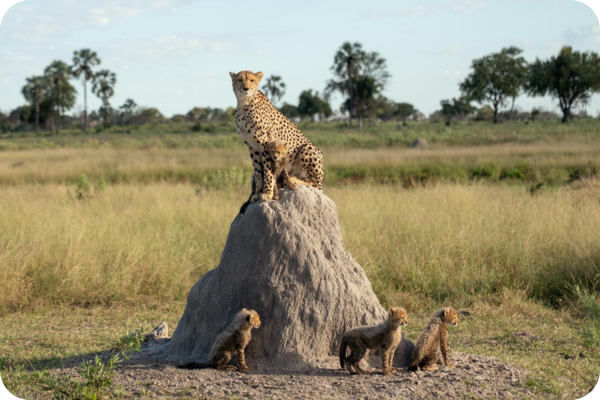 A cheetah and her cubs on a termite mound, photographed by the Chow Family