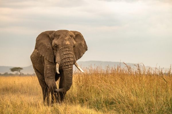 Elephant herd walking across the savanna in Amboseli National Park