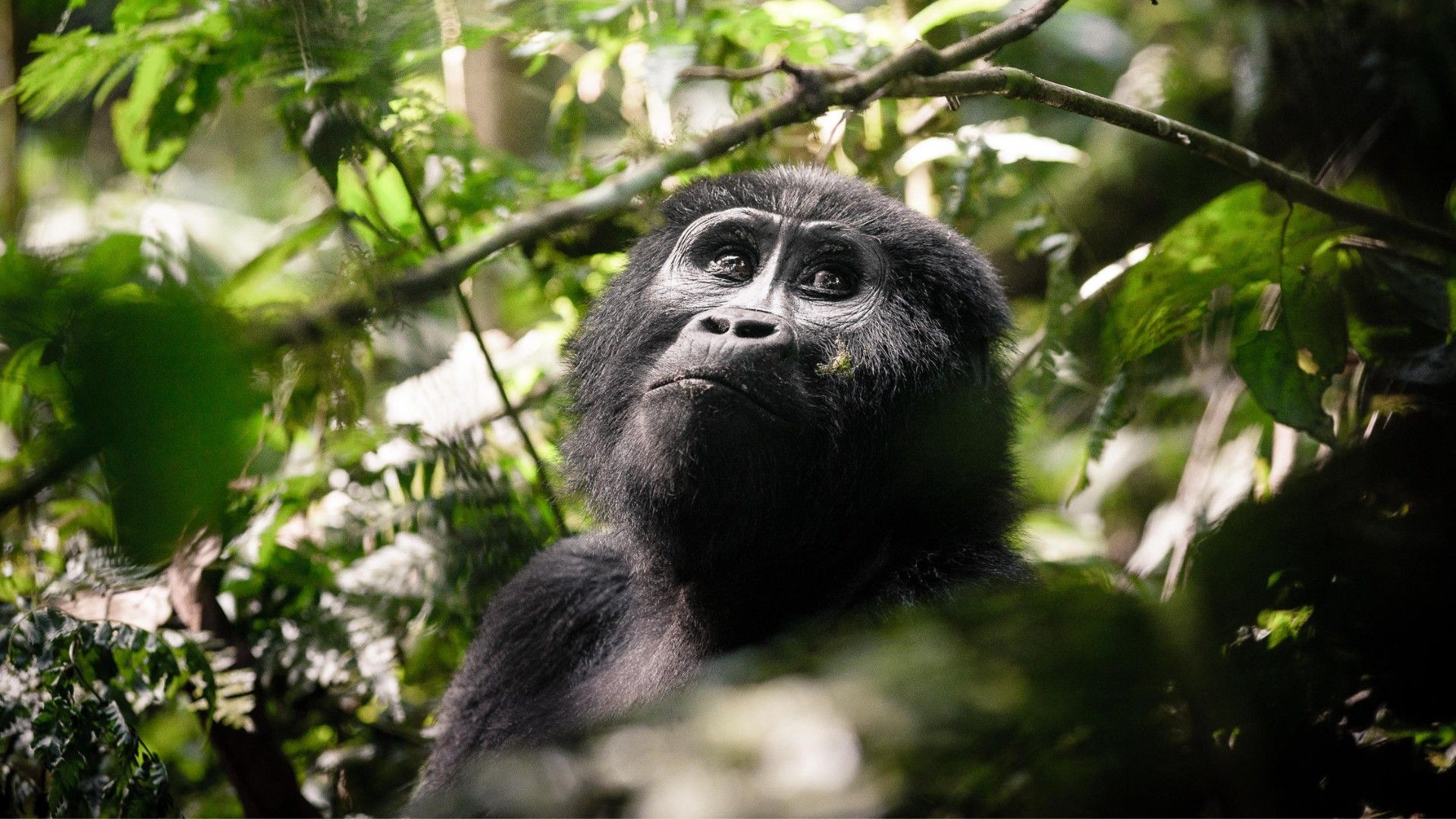 Uganda